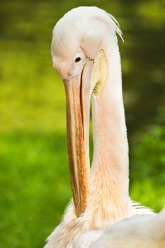 Rosy- or Great white pelican - Pelecanus onocrotalus - cleaning feathers