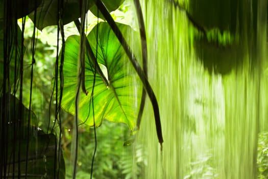 Jungle view with falling water, big leaves and trees - horizontal