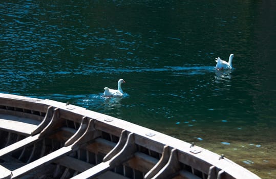 Old wooden boat and swans at the shore of a lake