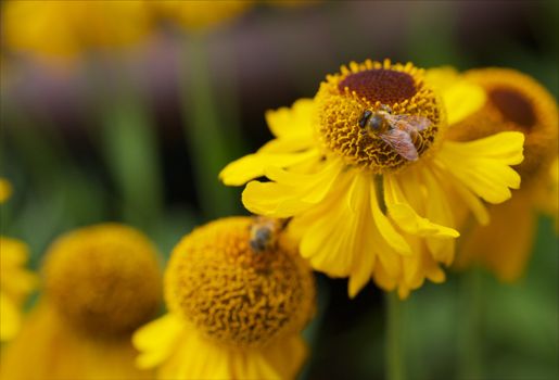 Honey Bee busy working on a yellow cone flower with very soft background