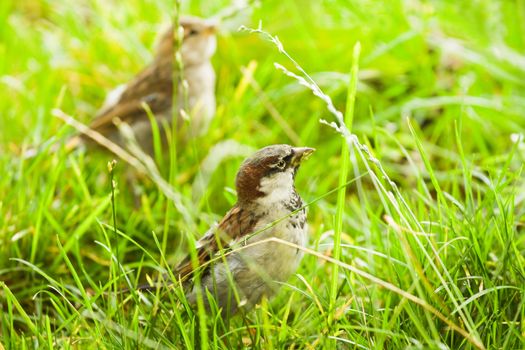 House sparrows or Passer domesticus feeding with grass seeds on sunny morning