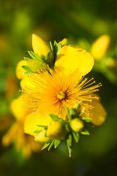 Yellow flowers and buds from Hypericum densiflorum in close view in summer