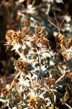 Dried thistle plant close to the beach on Crete Island in Greece