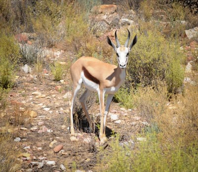 Springbok antelope (Antidorcas marsupialis) in bushes, South Africa. It is the national animal of the country.