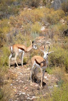 Two springboks antelope (Antidorcas marsupialis) in bushes, South Africa. It is the national animal of the country.