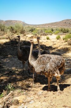 Three wild African ostriches (Struthio camelus) in bush, South Africa