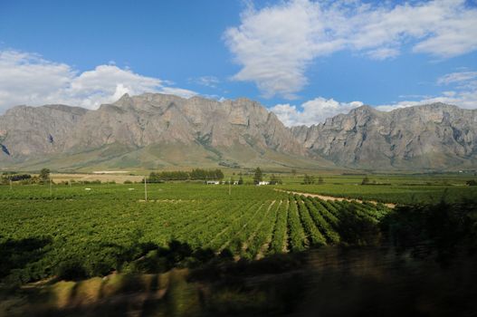 Vineyard in the hills of Franschhoek, Cape Town, South Africa (front is blurred, focus on the mountains)