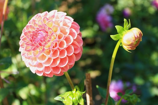 Dahlia Flower