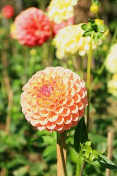 Dahlia Flower