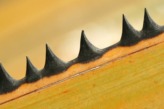 Palm Thorns