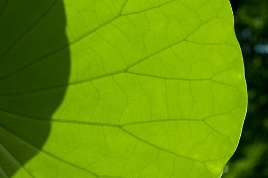 Green Leaf Texture