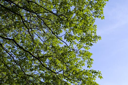 Background of Green Tree