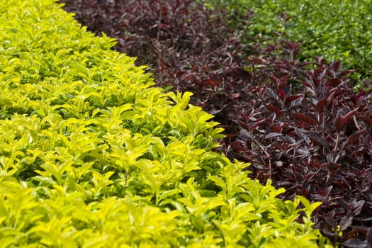 Beautiful Gardens
