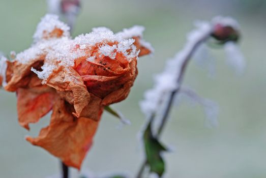 Red rose bud covered by ice against the strongly blurred background (low DOF)