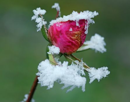 Red rose bud covered by ice against the strongly blurred background (low DOF)