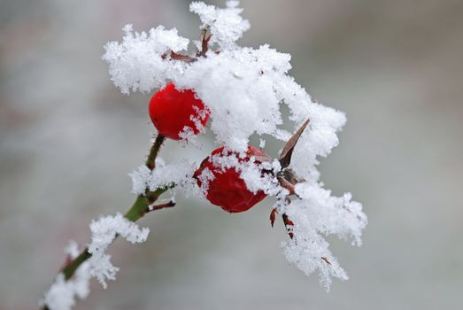 Wild rose fruits with snow cover in winter with shallow depth of field