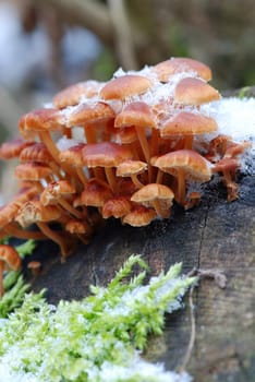 Flammulina velutipes ( velvet foot) winter mushrooms growing from stump are covered with snow