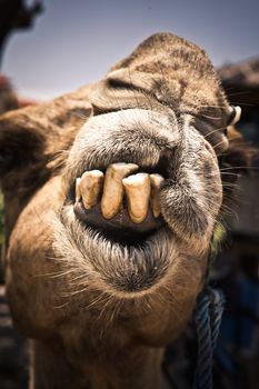 Humorous image of a camel with bad teeth in need of a visit to the dentist displaying them for the camera