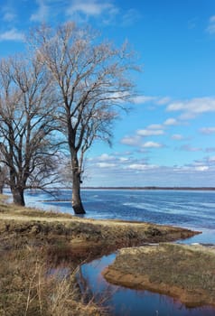 Flooded with water trees as a result of spring flooding