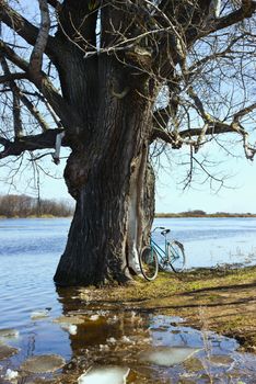 Flooded with water tree as a result of spring flooding