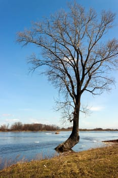 Lonely tree in the spring floods inundated