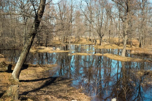 The forest in the water during the spring flood