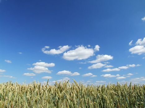 Himmel mit leichter Bewölkung und Weizenfeld