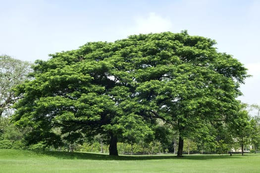 Tree in green park