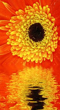 Red gerbera flower is reflecting in the water