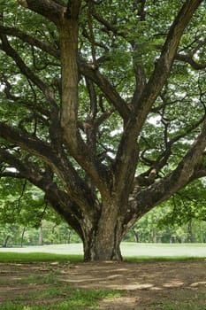 Tree in green park