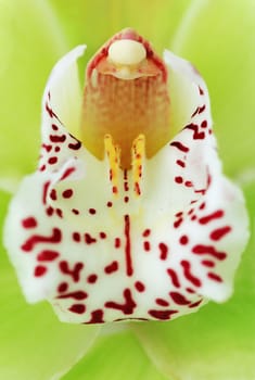 Green Cymbidium orchid macro - real detail of flower inner petals