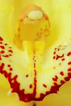 Green Cymbidium orchid macro - real detail of flower inner petals