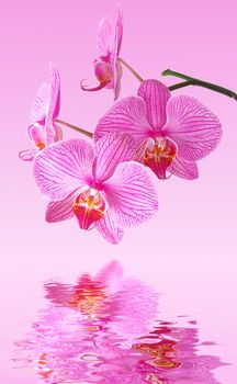 Beautiful orchid (Phalaenopsis) on the pink background is reflecting in the water