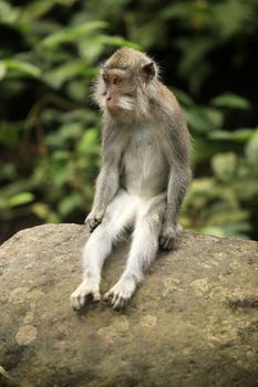 Portrait of the sad monkey. Park of monkeys in Indonesia. Bali