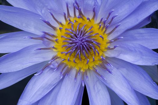 Purple Water Lily
