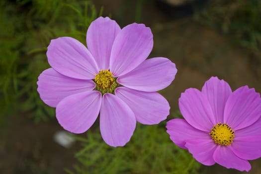Cosmos Flower