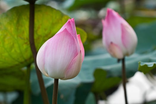 Pink Lotus Flower Bud