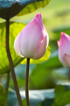 Pink Lotus Flower Bud