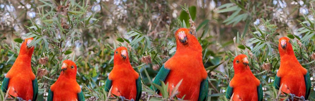 Red headed Australian male king parrot panoramic background