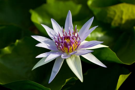 Water Lily