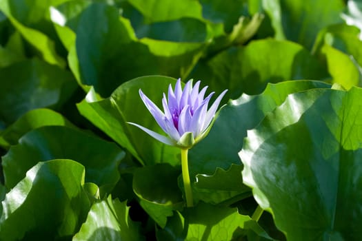 Blue Water Lily