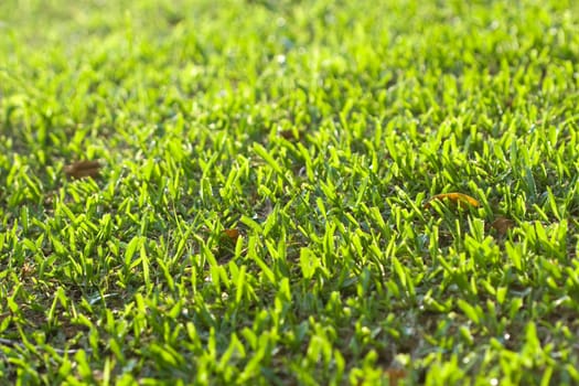 Green Grass