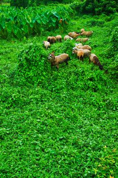 sheep standing in a field