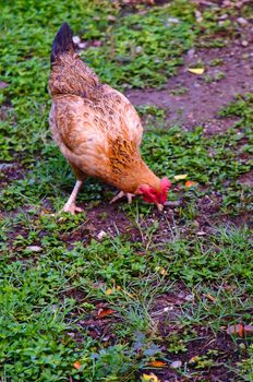 Hen in biofarm with the background