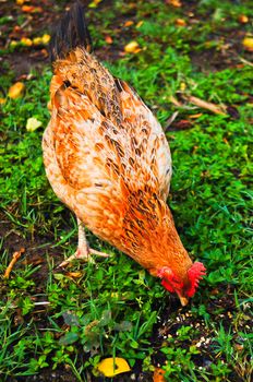 Hen in biofarm with the background