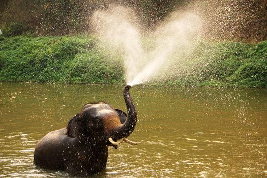 Thai elephant  daily bath  in lumpang, Thailand