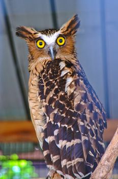 owl with background