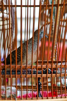 bird in the cage on the background