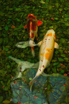 Japanese koi fish with the background