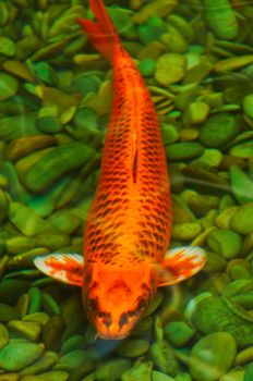 Japanese koi fish with the background